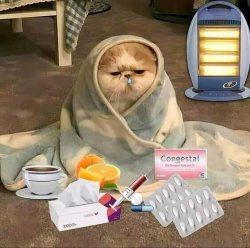 sick cat Meme Template