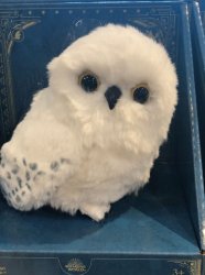 You Did WHAT??? Meme Template