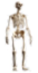 High quality skeleton Meme Template