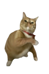 Throwing cat transparent Meme Template