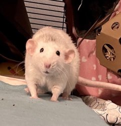 say sike rat Meme Template