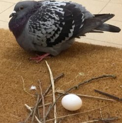 Pigeon nest Meme Template