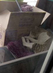 Sleeping Cat Outside Meme Template
