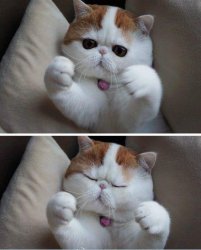 I need hugs cat Meme Template