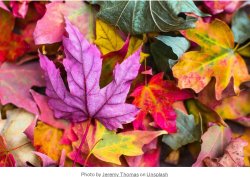 autumn Meme Template