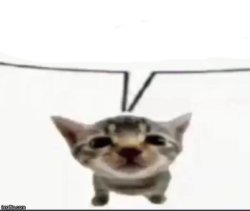 el gatito speech bubble Meme Template