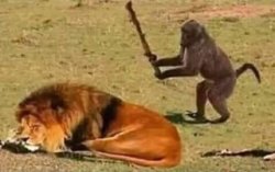 Monkey about to whack a sleeping lion Meme Template