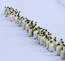 March of the Penguins Meme Template