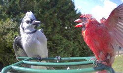 Red Bird vs Blue Bird Meme Template