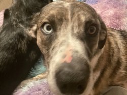 Dog Meme Template