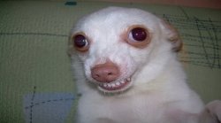 White Doggo Meme Template