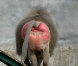 Trump's good side Meme Template