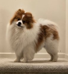 Dank's Dog (Ike) Meme Template