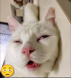 High looking cat Meme Template
