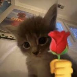 Cat with a rose Meme Template