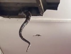 Snake in the cieling Meme Template