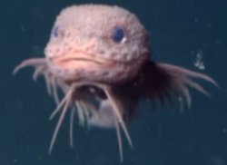 FISH NOT THERE Meme Template