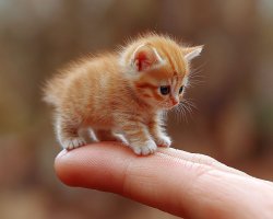 finger kitten Meme Template