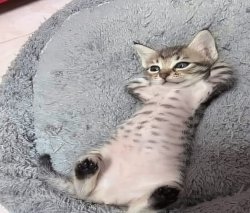 Cat Chilling Meme Template