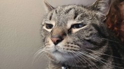 Mochi Sad Meme Template