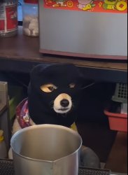 Thief dodge. Meme Template