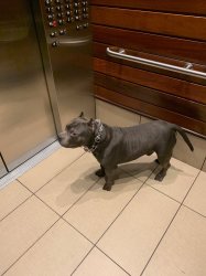 Dog on elevator Meme Template