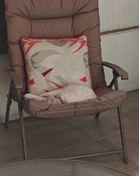 Cat sleeping Meme Template