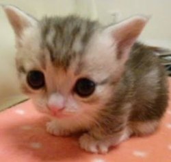 lil guy Meme Template