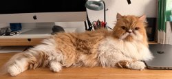 Draw me cat Meme Template