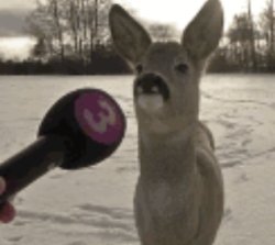 Deer interview Meme Template
