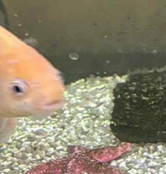 Confused fish Meme Template
