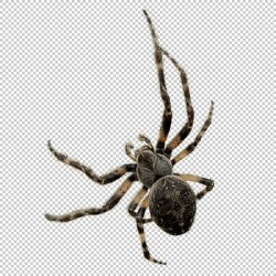 Spider Meme Template