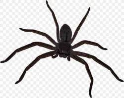 Spider Meme Template