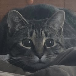 Sadie Cat Meme Template