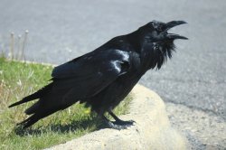 Welfare State Crow Meme Template