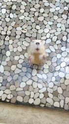 begging beaver Meme Template