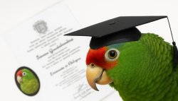 Graduated Parrot Meme Template