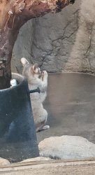 Praying Bassarisk Meme Template