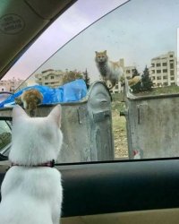 cat looking from window Meme Template