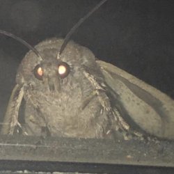 Lamp moth Meme Template
