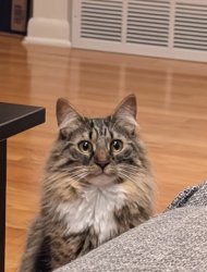 cat space Meme Template