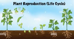 Plant reproduction cycle Meme Template