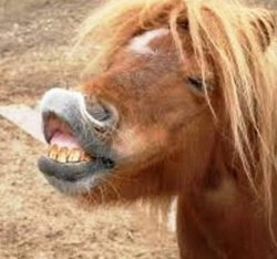 Goofy Ahh Horse Meme Template