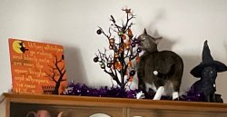 Evil kitty Meme Template