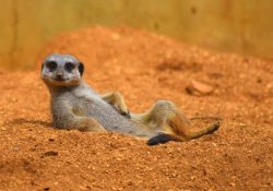 Meerkat relaxing Meme Template