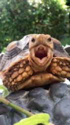 Turtle screaming Meme Template