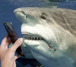 Shocked shark Meme Template