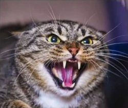 Angry Cat Meme Template
