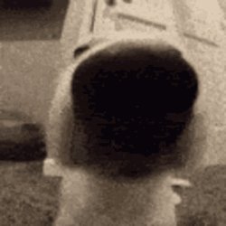 Sniff dog gif Meme Template