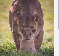 tiger mom Meme Template